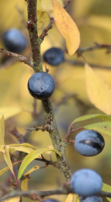 Dürbaum *